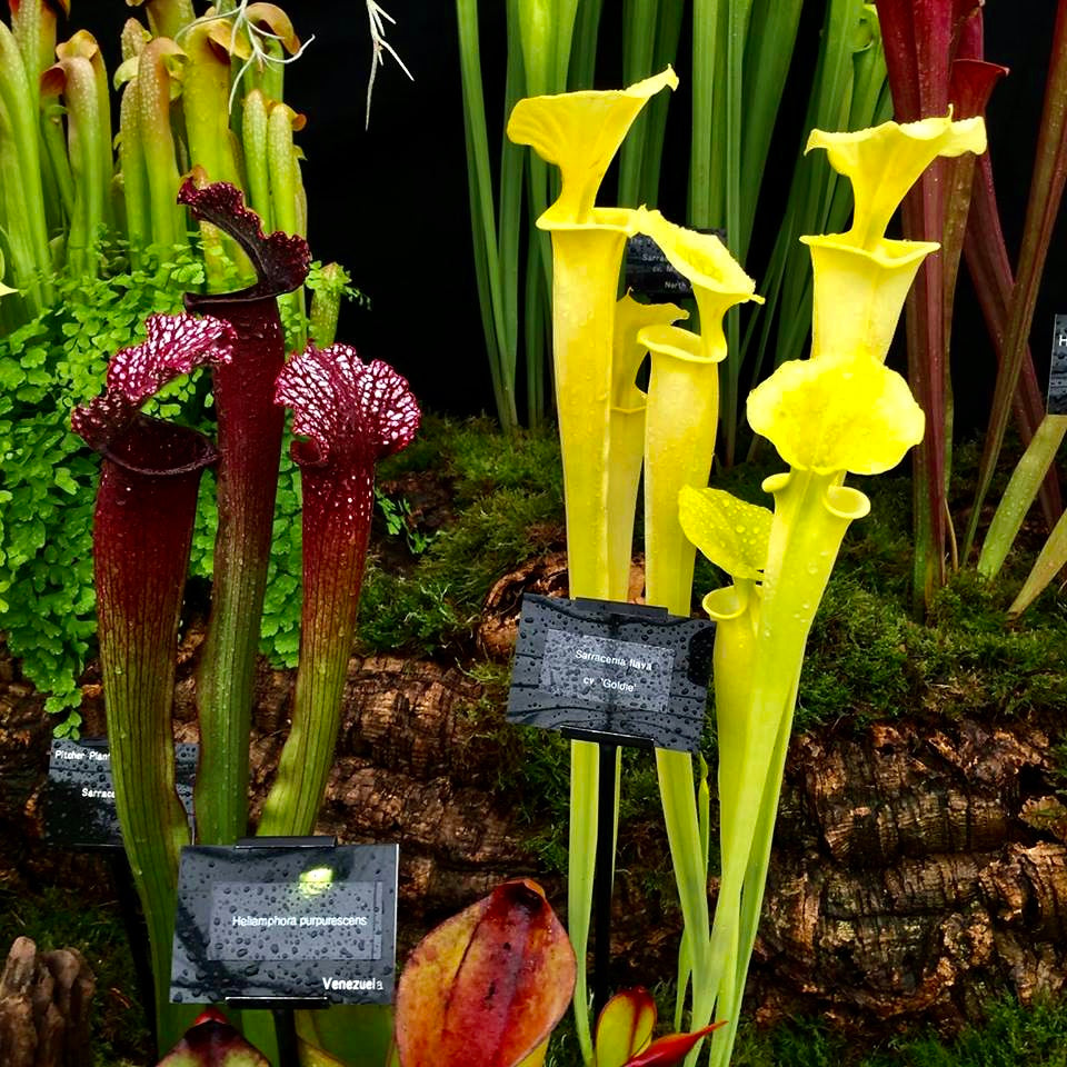 Sarracenia flava cv. 'Goldie'