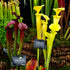 Sarracenia flava cv. 'Goldie'