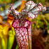 Sarracenia leucophylla var. leucophylla - Very Red, Perdido, Baldwin Co., Alabama