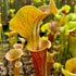 Sarracenia x cv. 'Joyce Cooper'