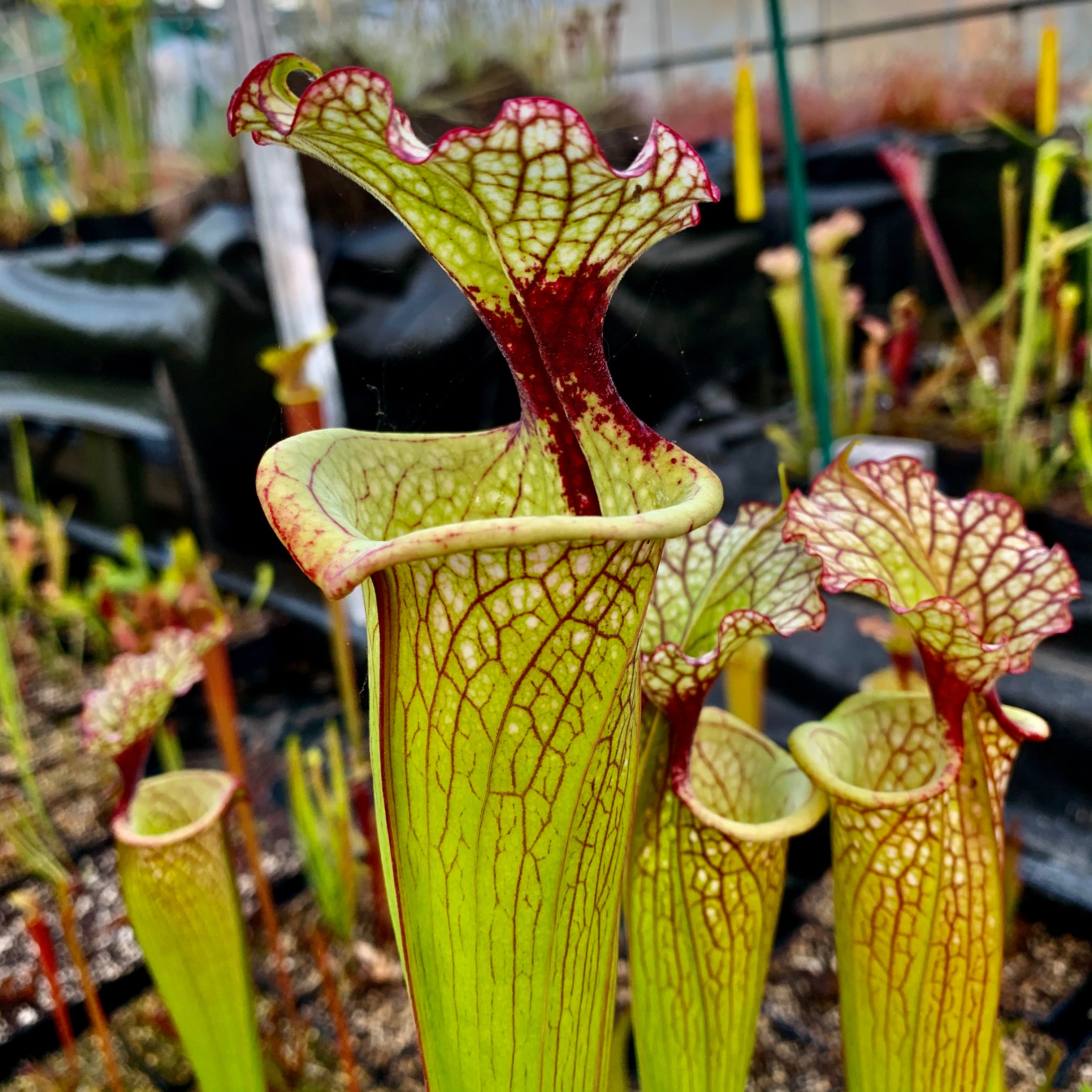 Sarracenia x moorei cv. 'Leah Wilkerson'