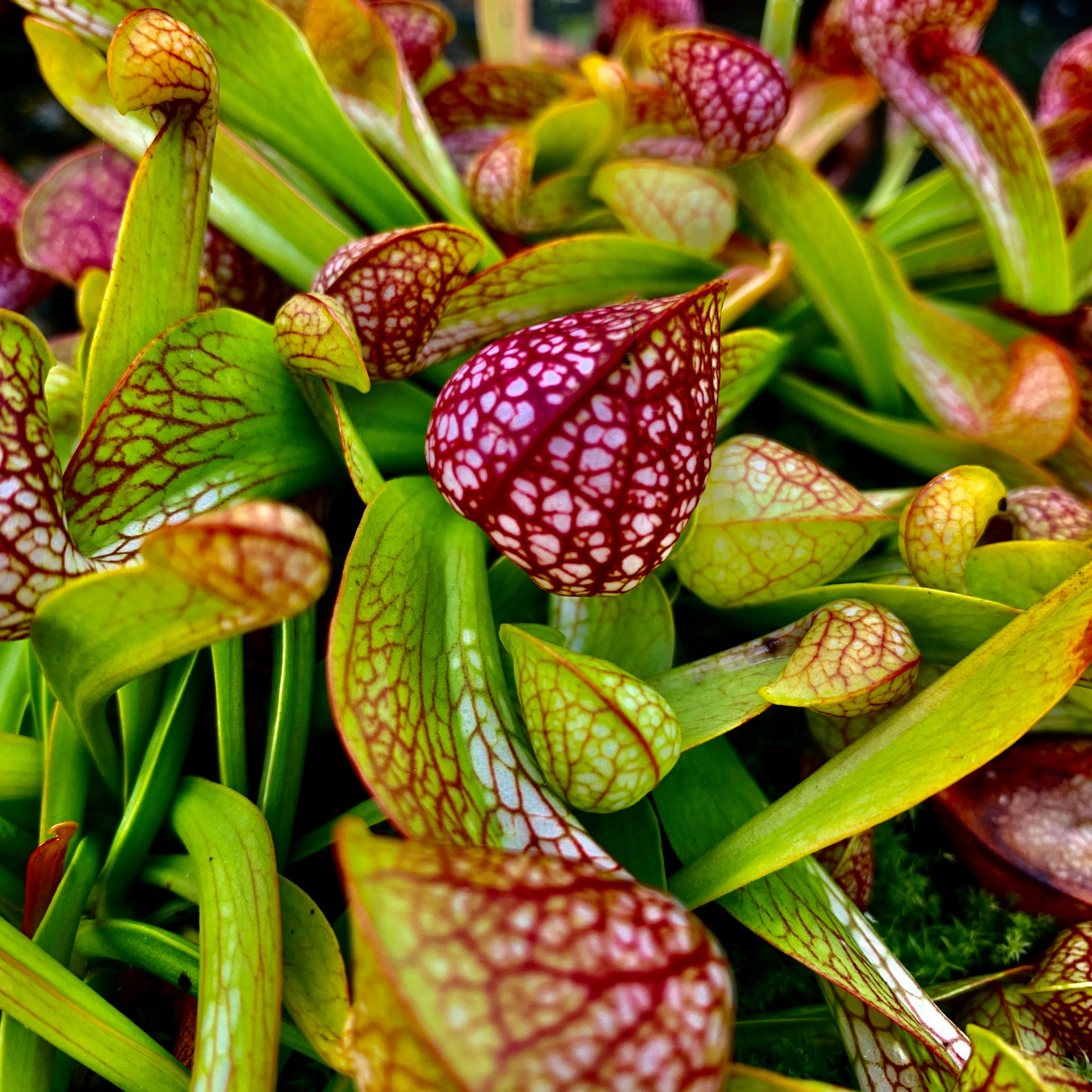 Sarracenia psittacina Collection