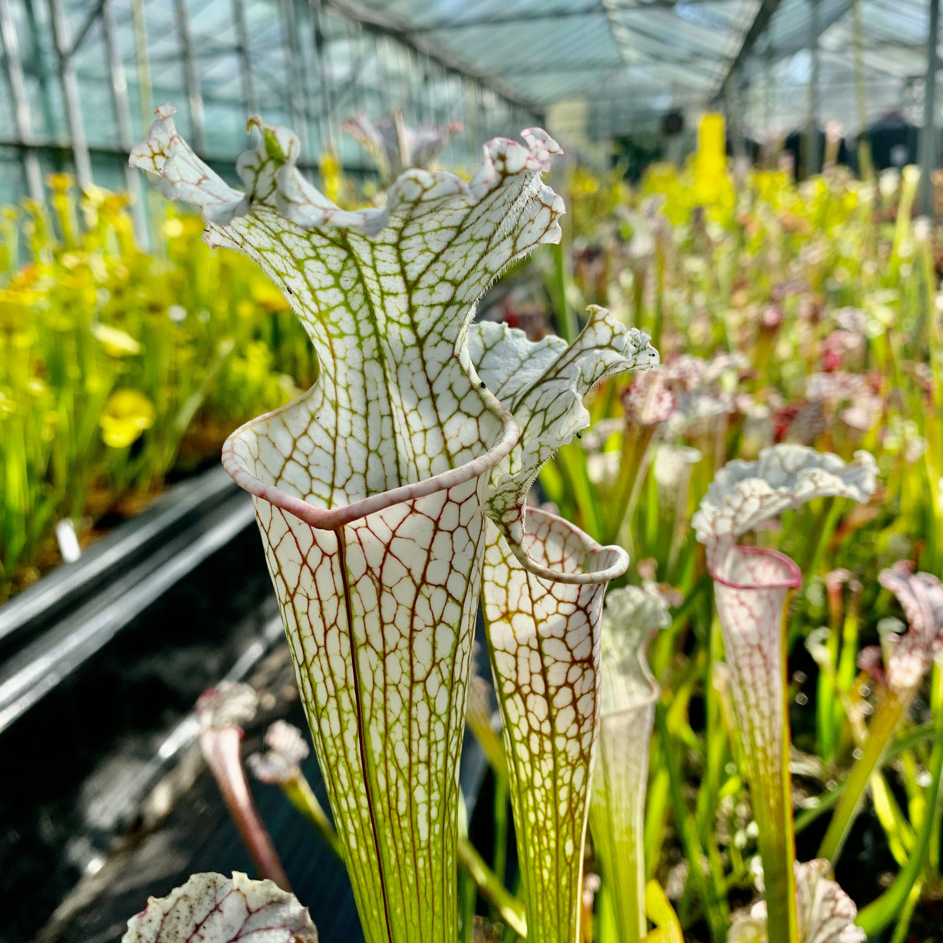 Sarracenia leucophylla var. leucophylla - White Top, Citronelle, Mobile Co., Alabama