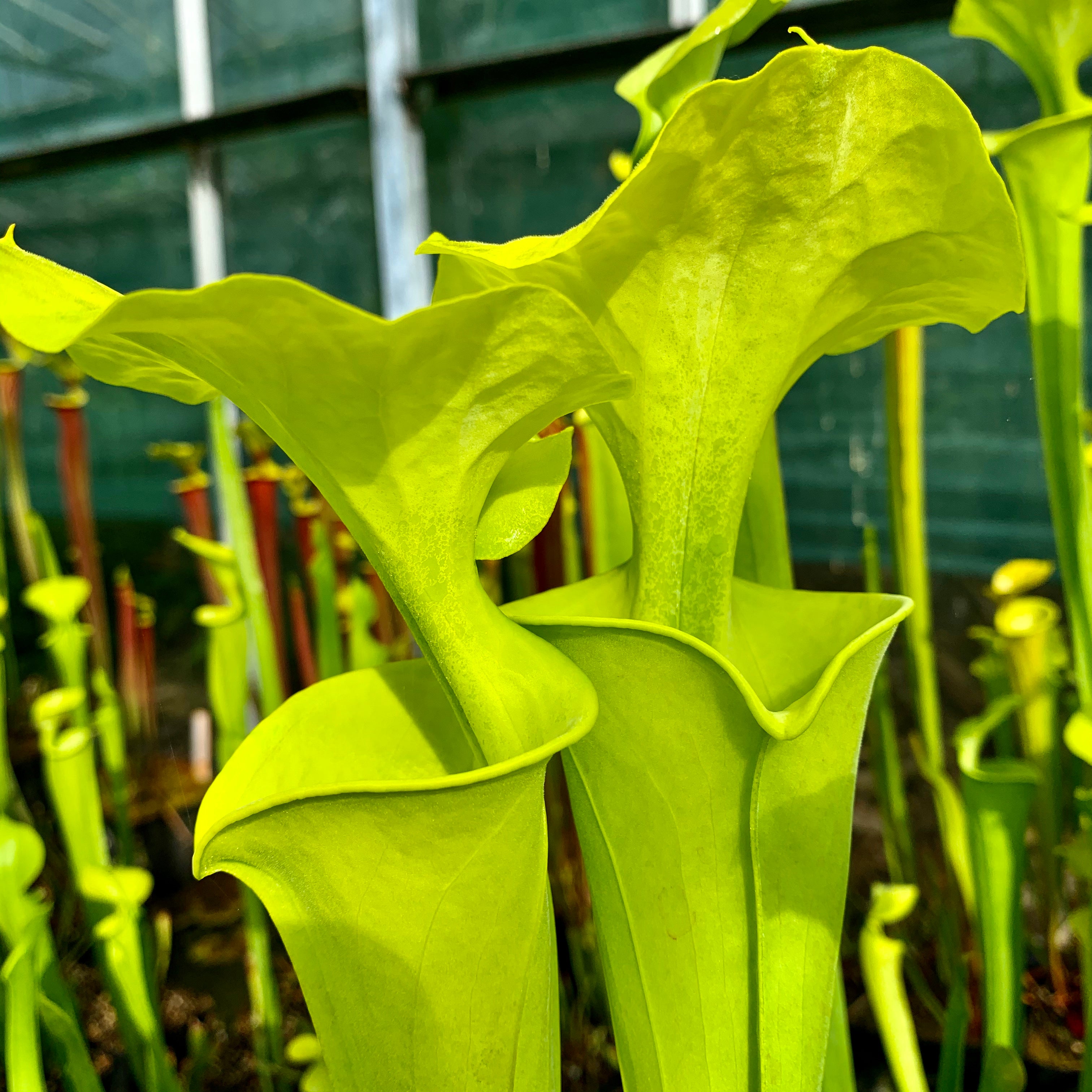 Sarracenia flava var. maxima - Boardwalk Site, Green Swamp, North Carolina