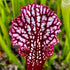 Sarracenia leucophylla var. leucophylla - cv. ‘Hot Pink’