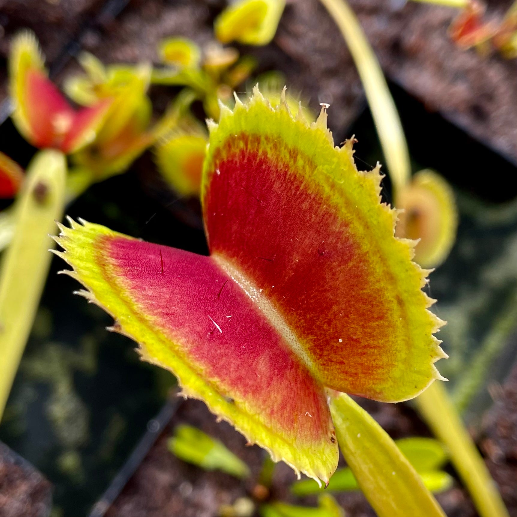 Dionaea muscipula - ‘Great White Shark’