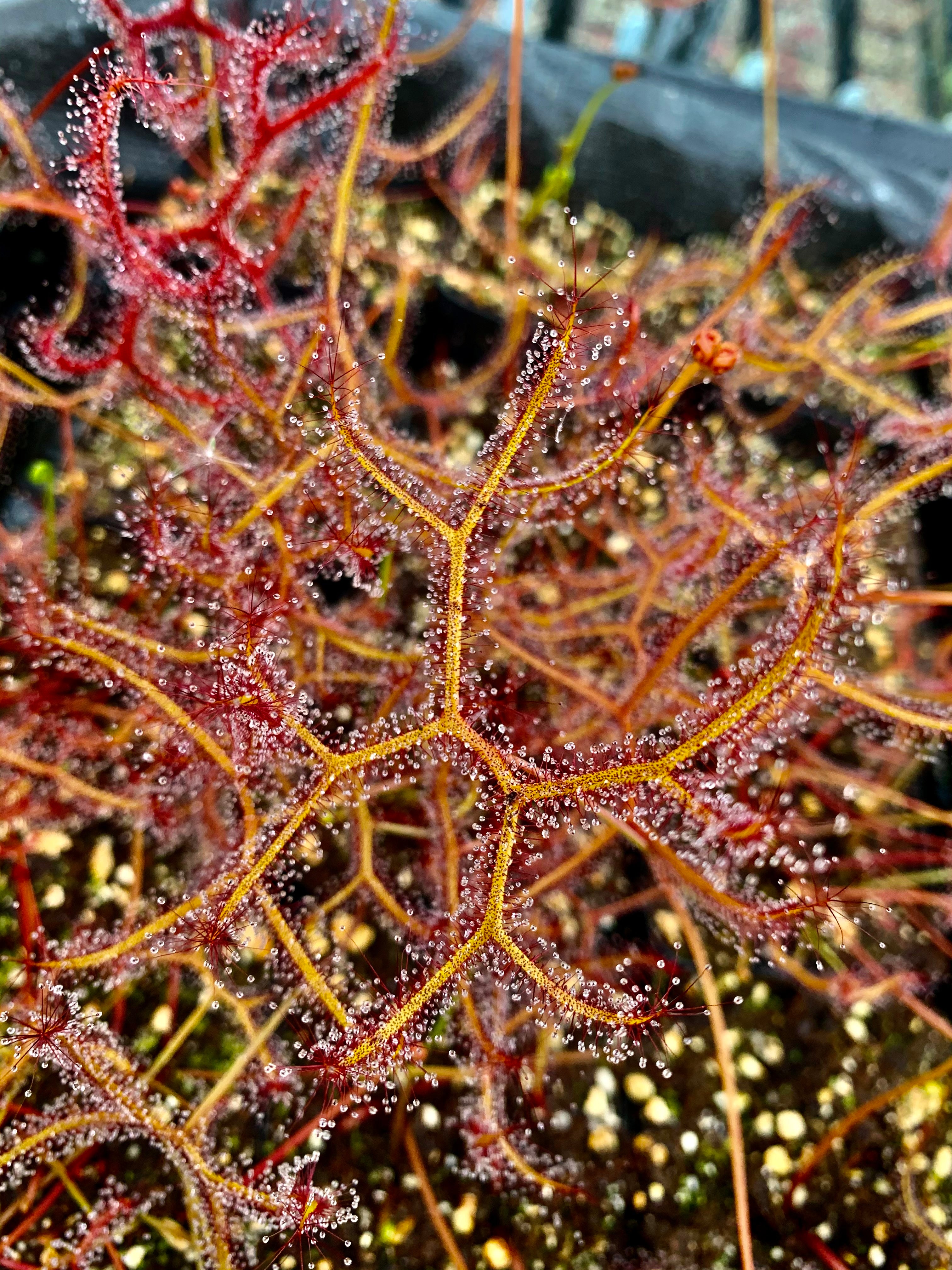 Drosera binata var. multifida f. extrema - Pink Flower