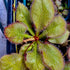 Drosera cv. 'Andromeda'