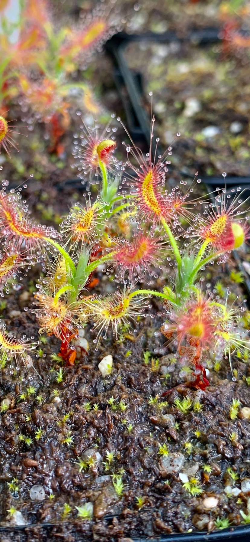 Drosera scorpioides - Albany