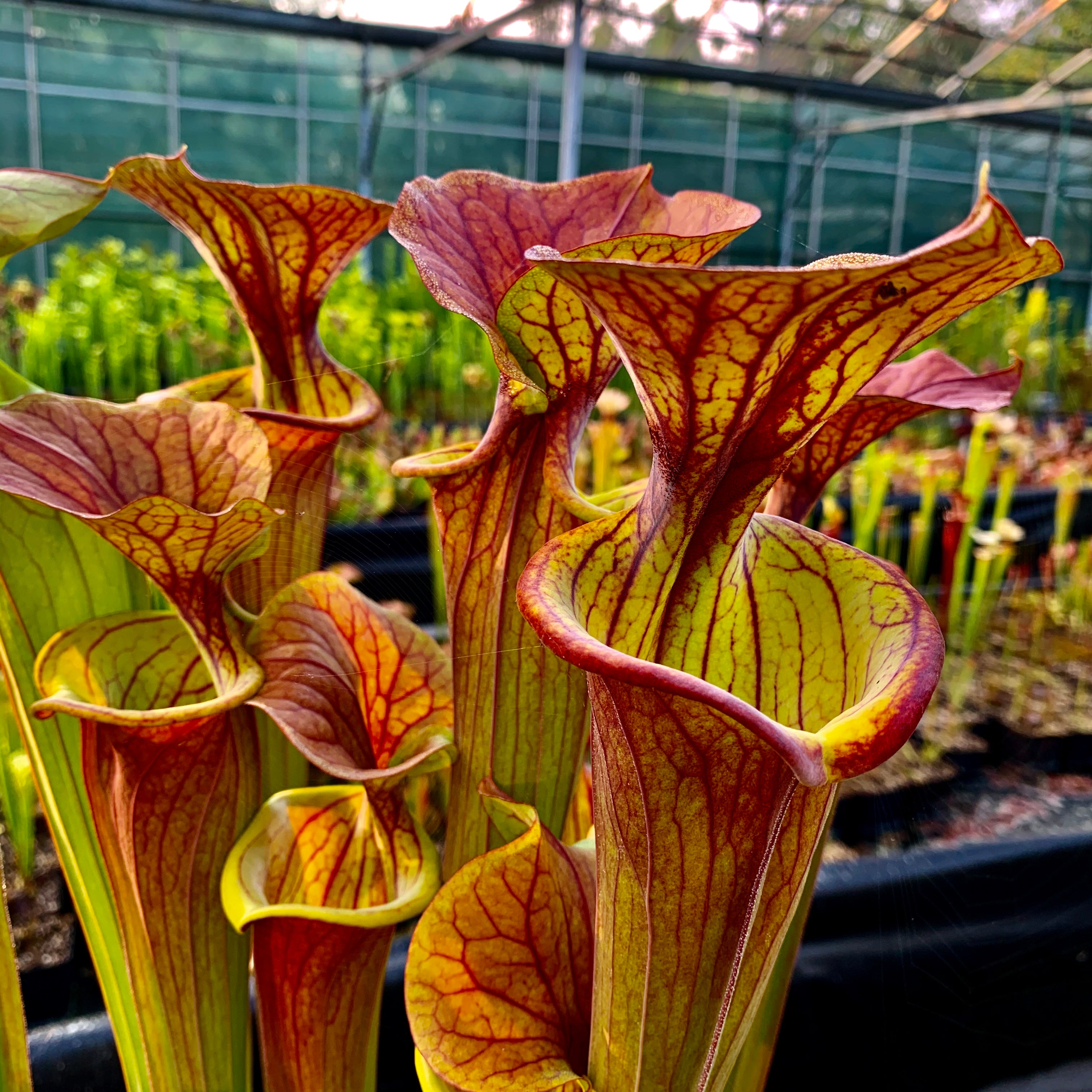 Sarracenia flava var. atropurpurea - Sumatra, Liberty Co., Florida