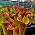 Sarracenia flava var. atropurpurea - Sumatra, Liberty Co., Florida