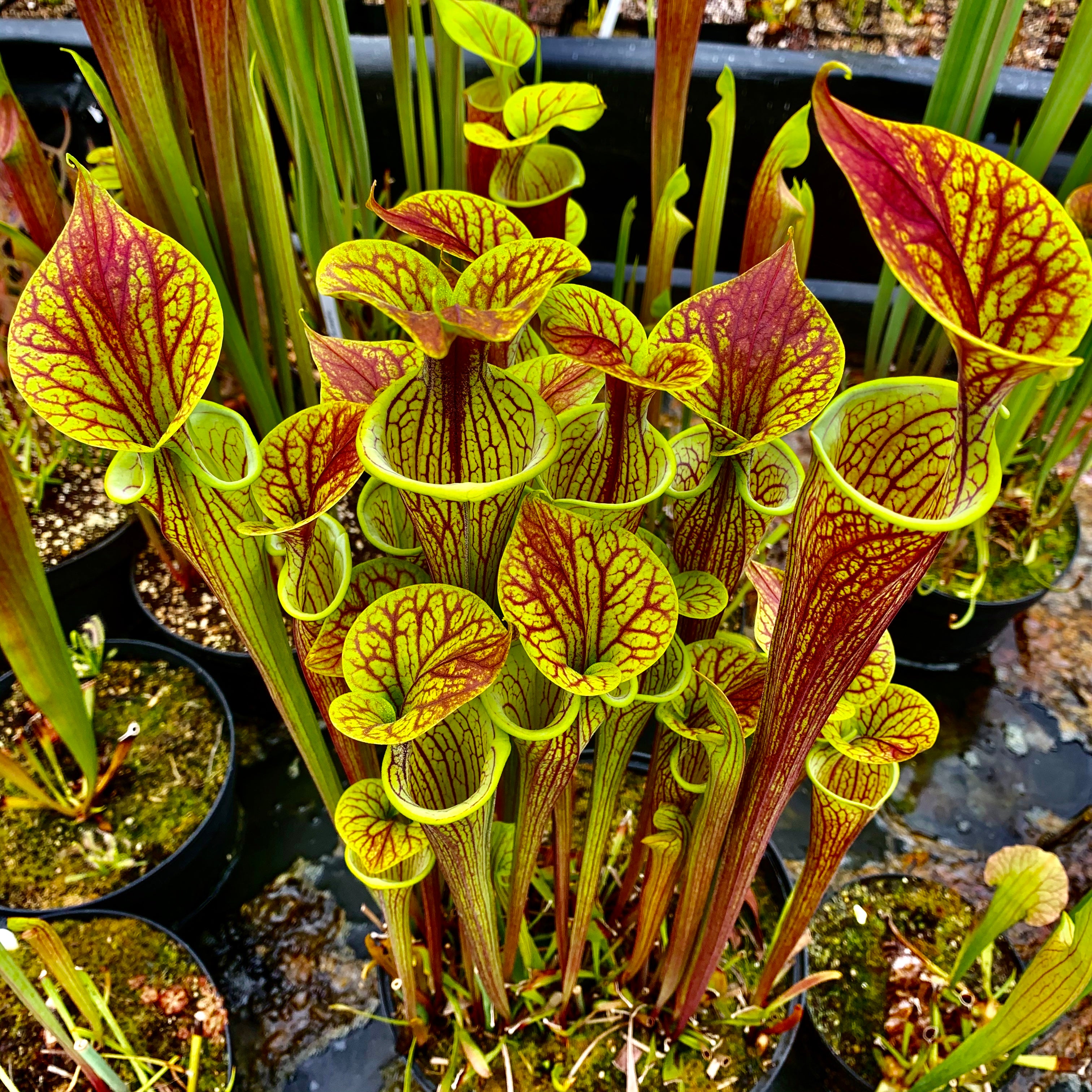 Sarracenia flava var. ornata - Dwarf, Apalachicola, Franklin Co., Florida