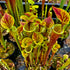 Sarracenia flava var. ornata - Dwarf, Apalachicola, Franklin Co., Florida