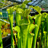 Sarracenia cv. 'Leviathan'