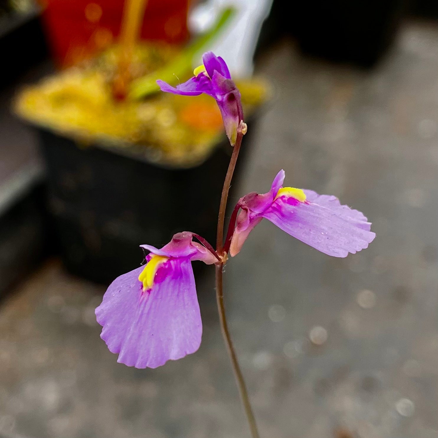 Utricularia dichotoma - Australia & New Zealand