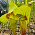 Sarracenia x exornata 'Peaches & Cream'