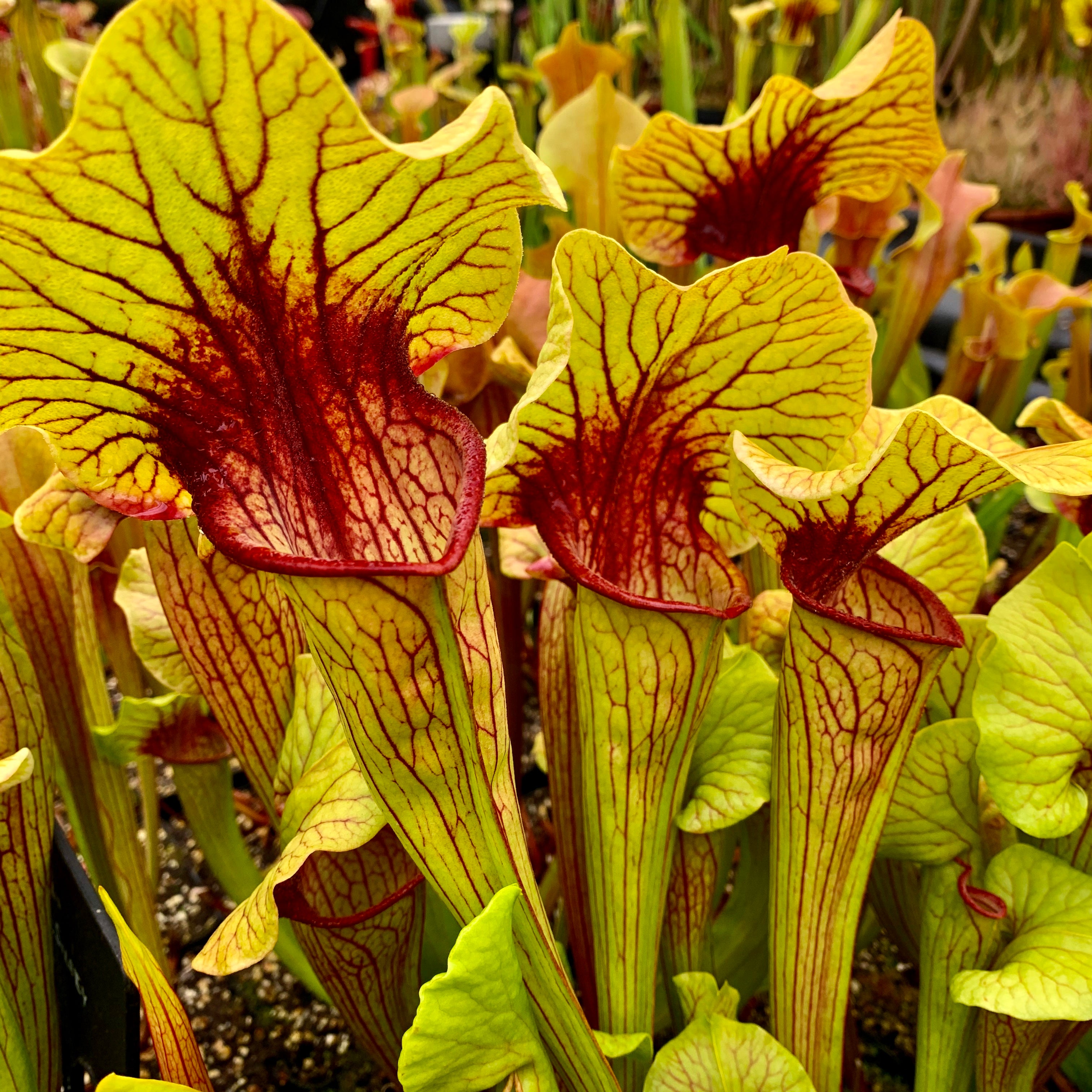 Sarracenia x catesbaei - Giant