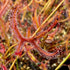 Drosera binata var. dichotoma - Kiama, NSW DBI-20