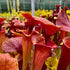 Sarracenia flava var atropurpurea - Blackwater, Florida