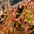 Drosera binata var. dichotoma - Australia DBI-3