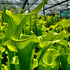 Sarracenia flava f. viridescens - Telogia, Liberty Co., Florida