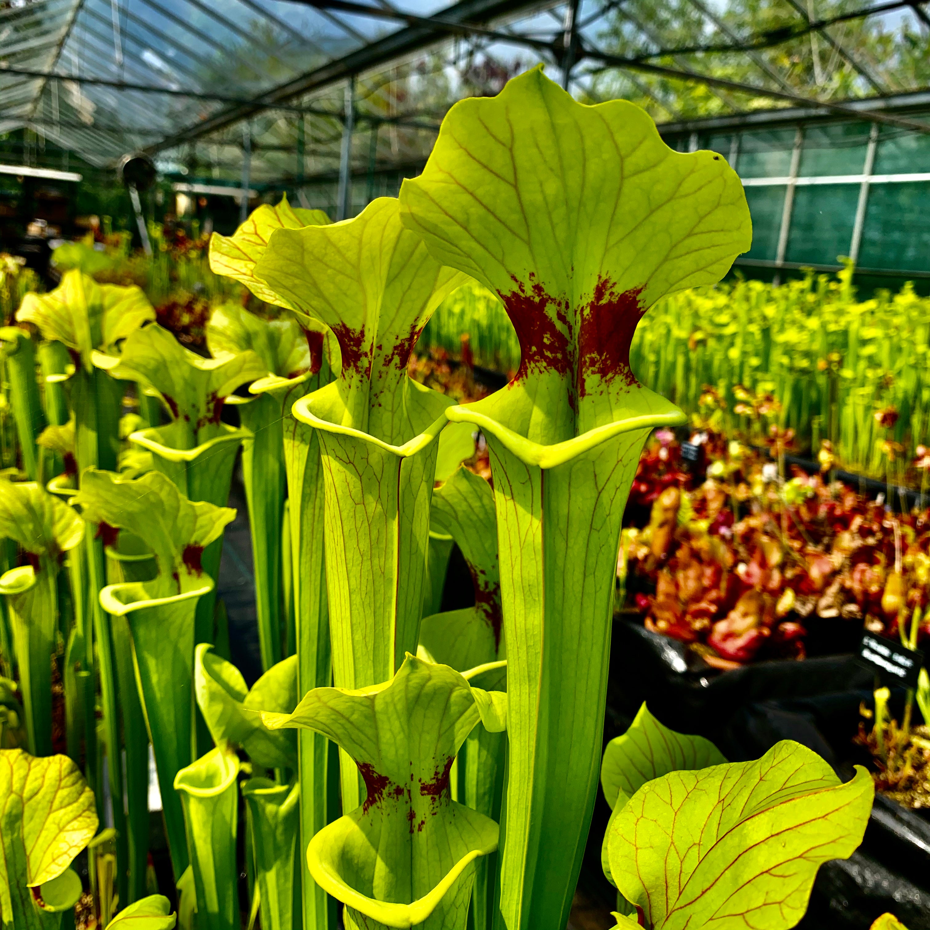 Sarracenia x moorei - flava x leucophylla