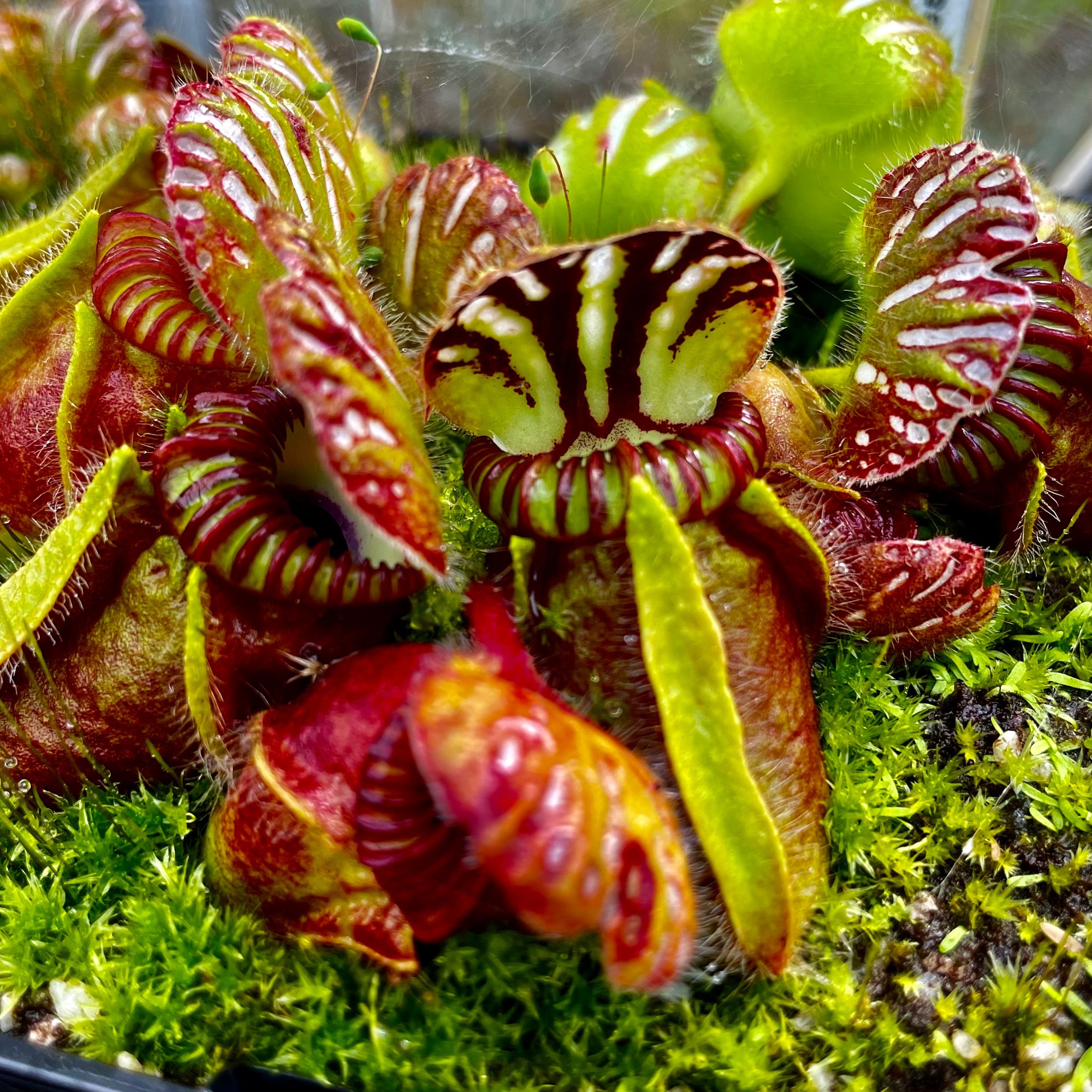 Cephalotus follicularis - The Albany Pitcher Plant