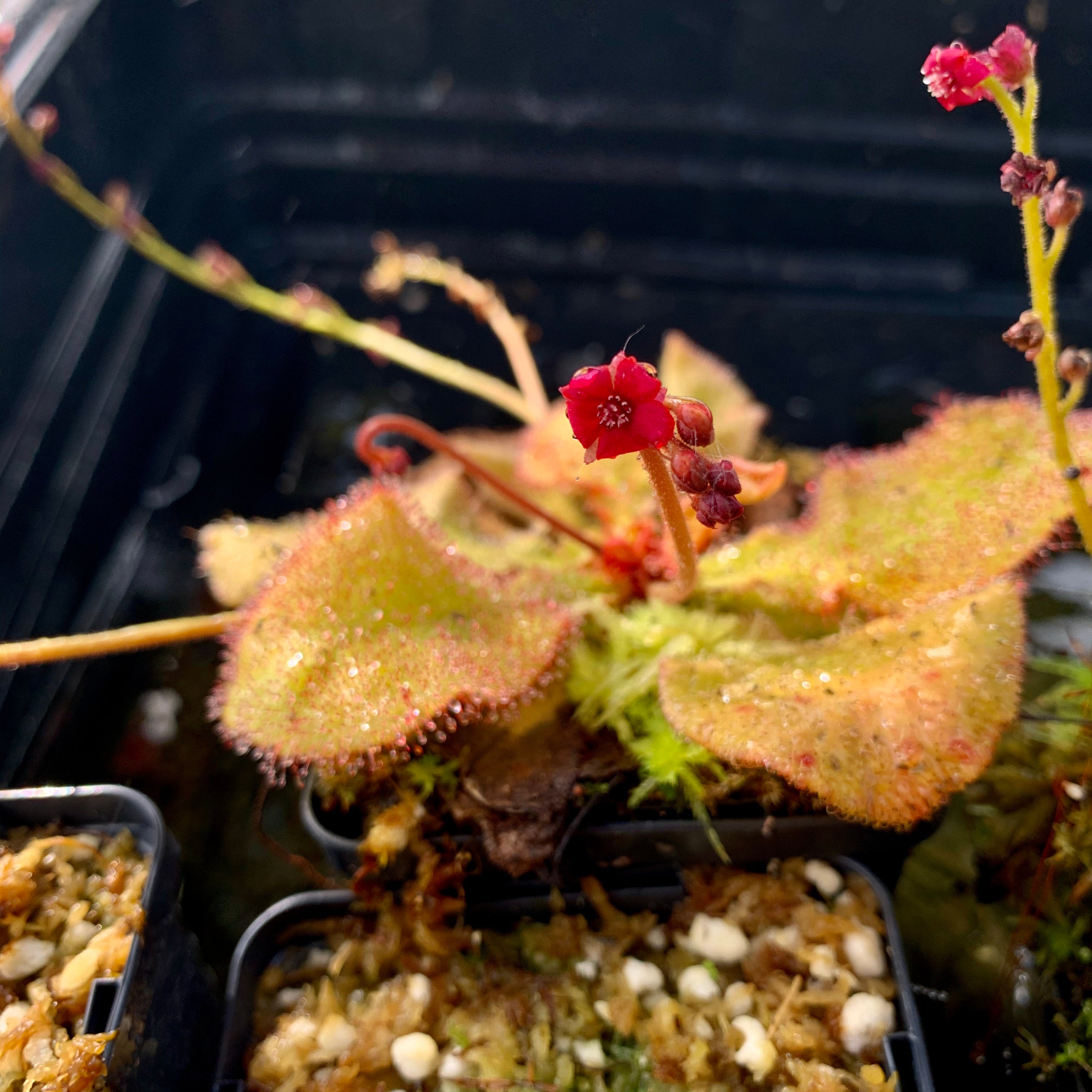 Drosera cv. 'Andromeda'