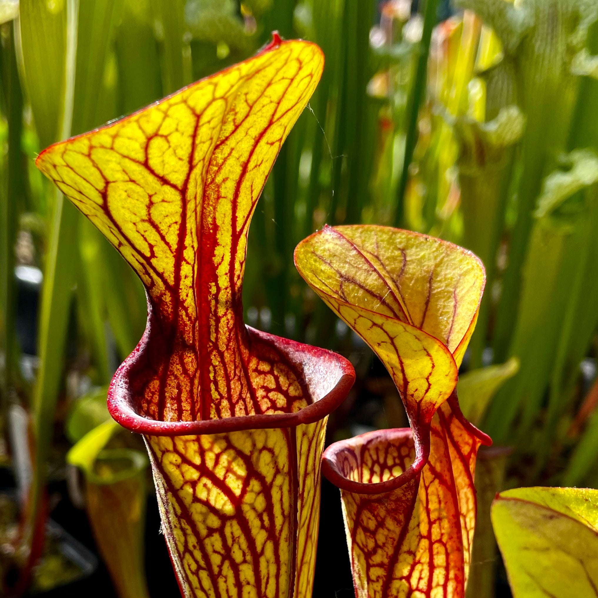 Sarracenia oreophila var. ornata - Dekalb Co., Georgia