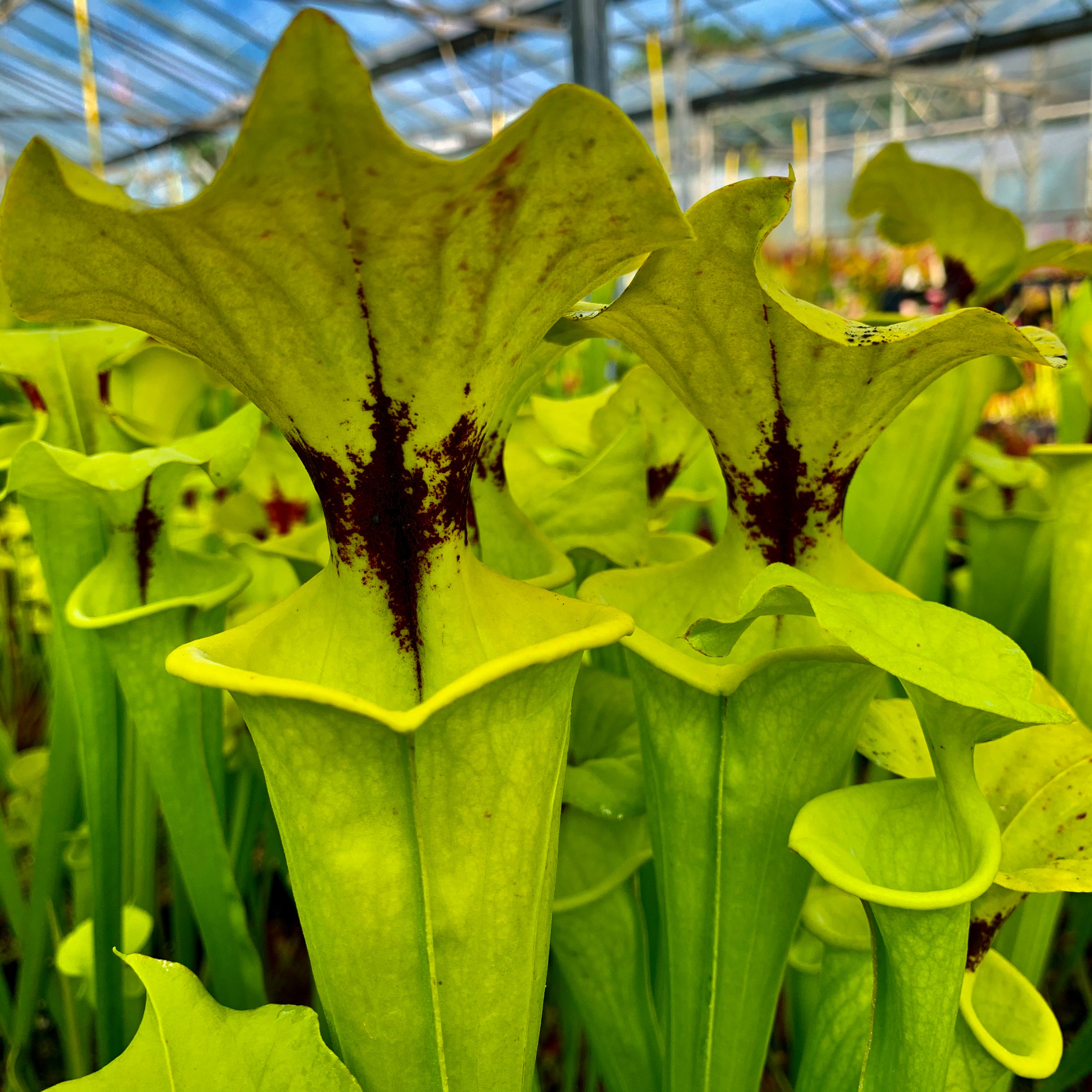 Sarracenia flava var. rugelii – Apalachicola, Franklin Co., Florida