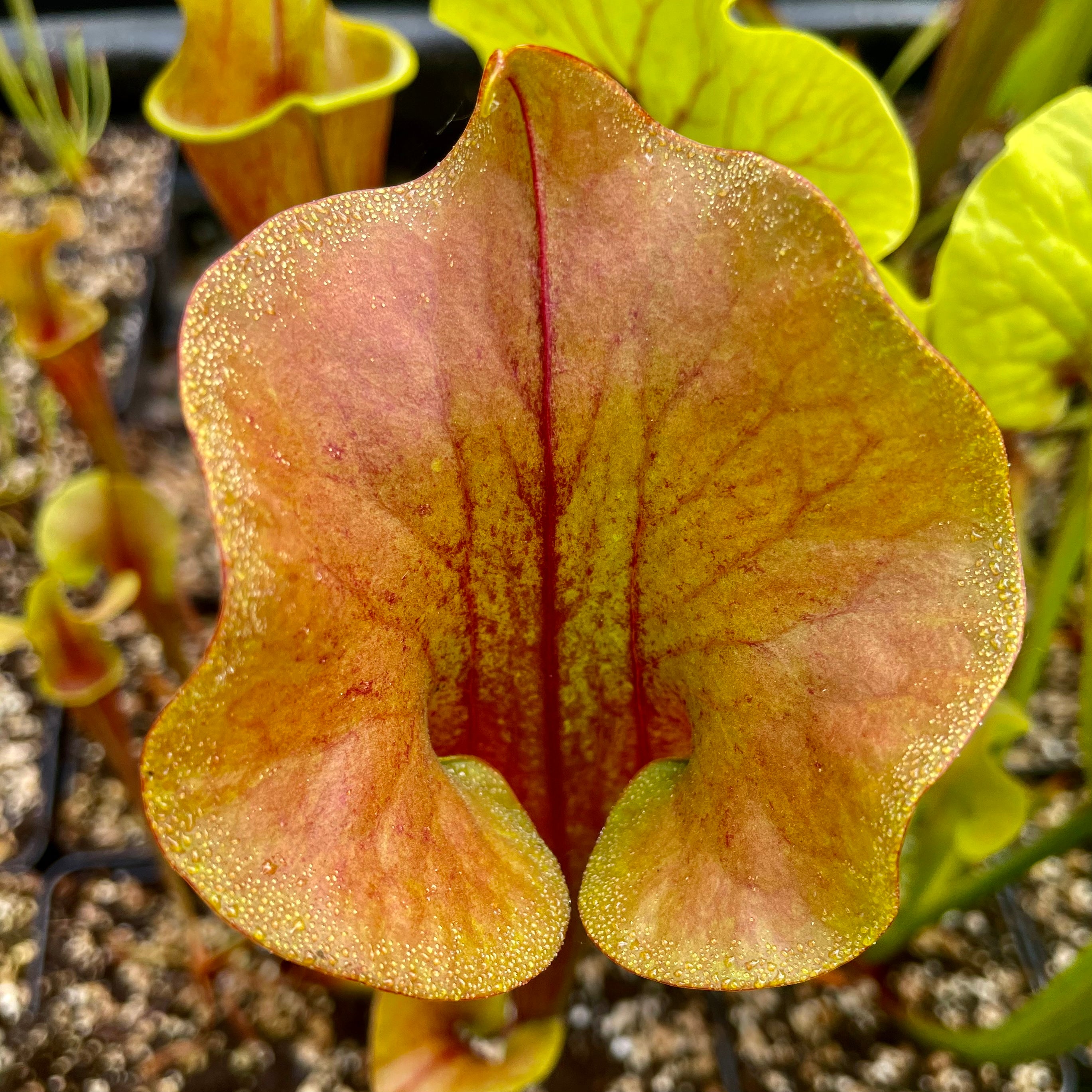 Sarracenia x cv. 'Joyce Cooper'