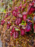 Cephalotus follicularis - The Albany Pitcher Plant