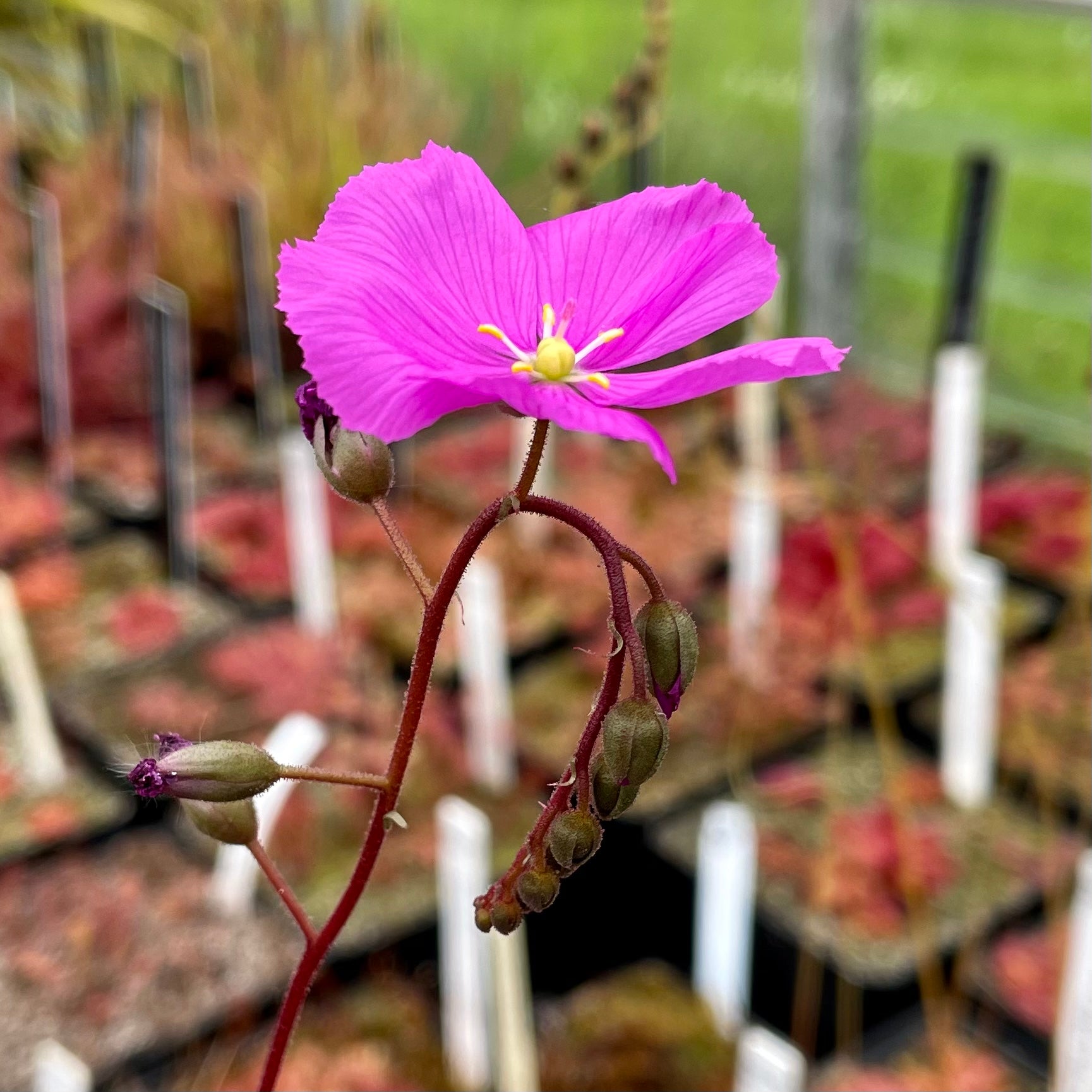 Drosera hamiltonii - Australia