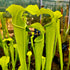 Sarracenia alata f. viridescens - Washington Co., AL