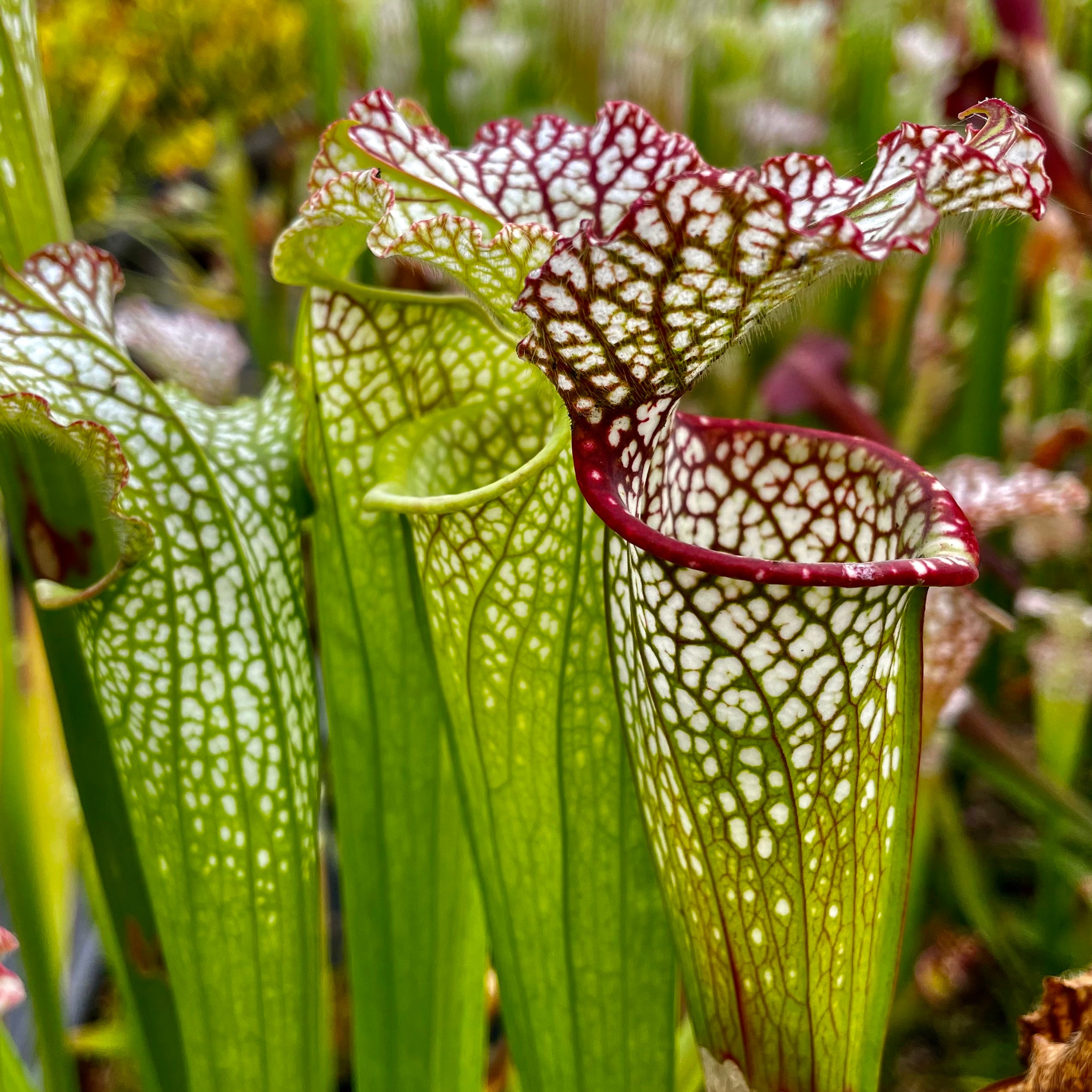 Sarracenia leucophylla var. leucophylla - cv. Tarnok'