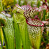 Sarracenia leucophylla var. leucophylla - cv. Tarnok'