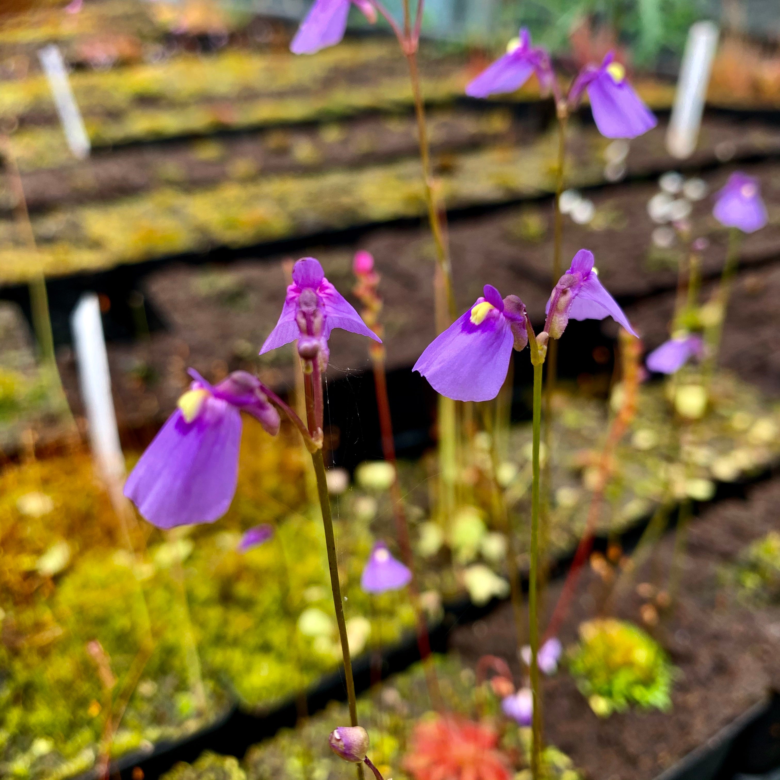 Utricularia dichotoma - Australia & New Zealand