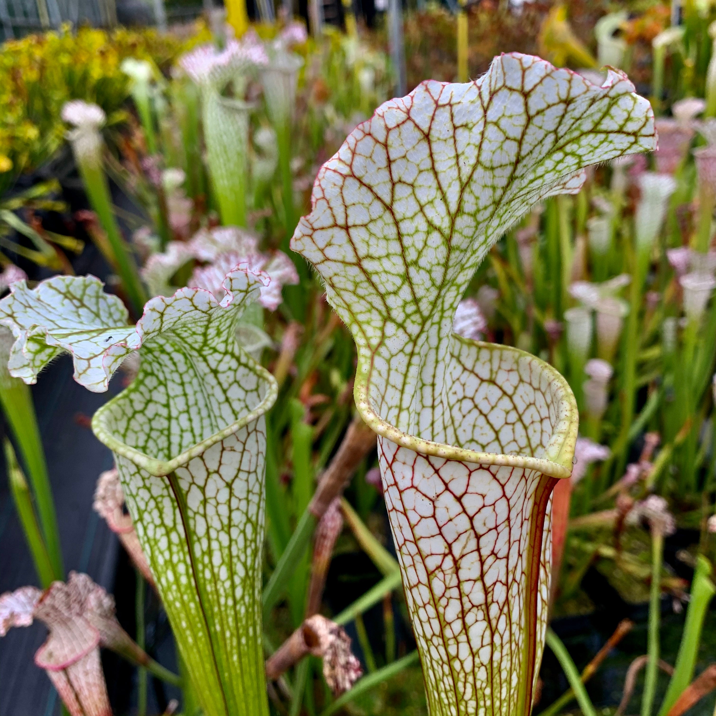 Sarracenia leucophylla var. leucophylla - White Top, Citronelle, Mobile Co., Alabama