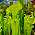 Sarracenia flava f. viridescens - Shallote, Brunswick Co., South Carolina