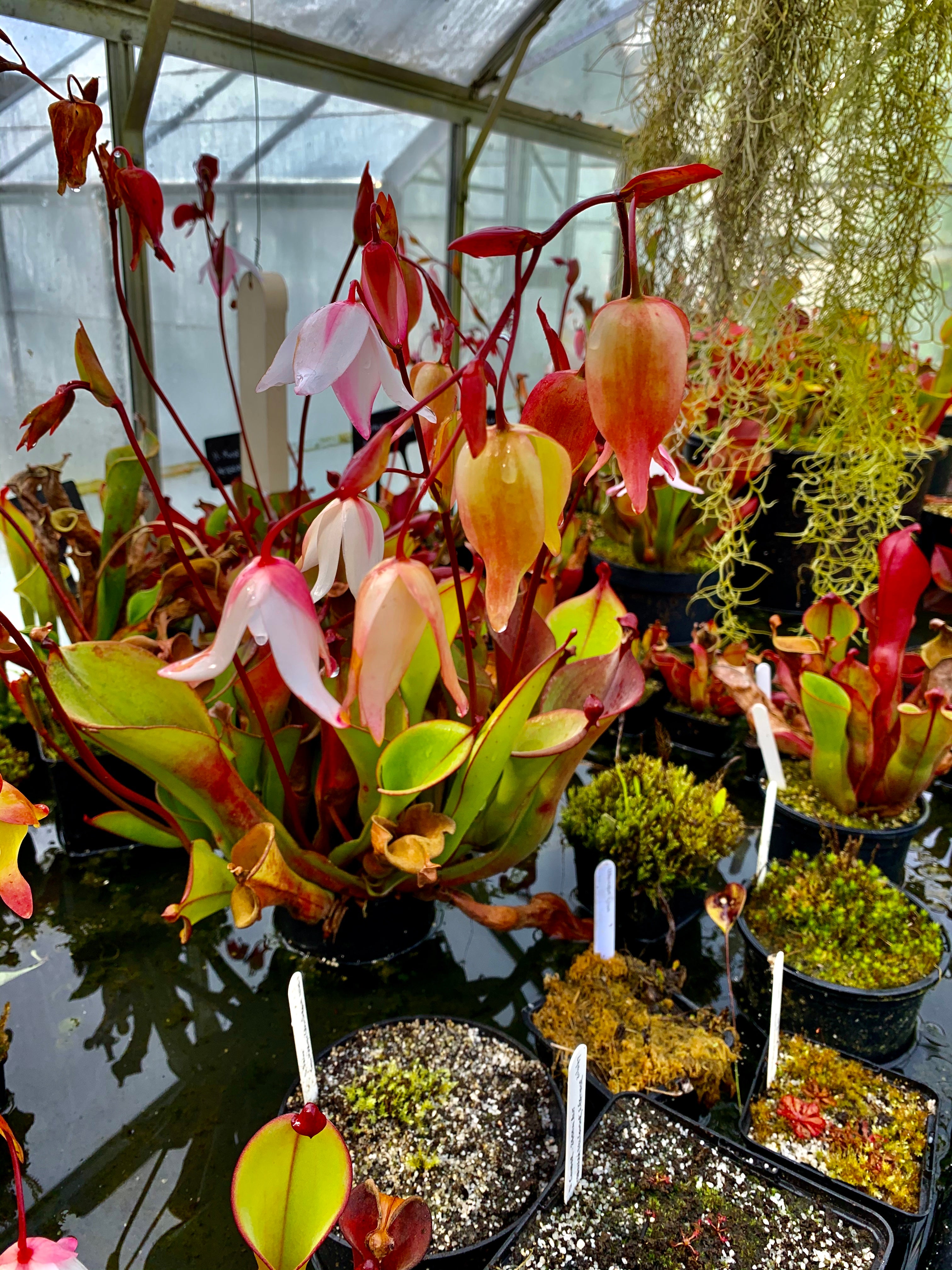 Heliamphora nutans hybrid- Unknown Origin HXX-8