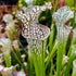 Sarracenia leucophylla var. leucophylla - Round Mouth, Gas Station Site, Perdido, Baldwin Co., Alabama