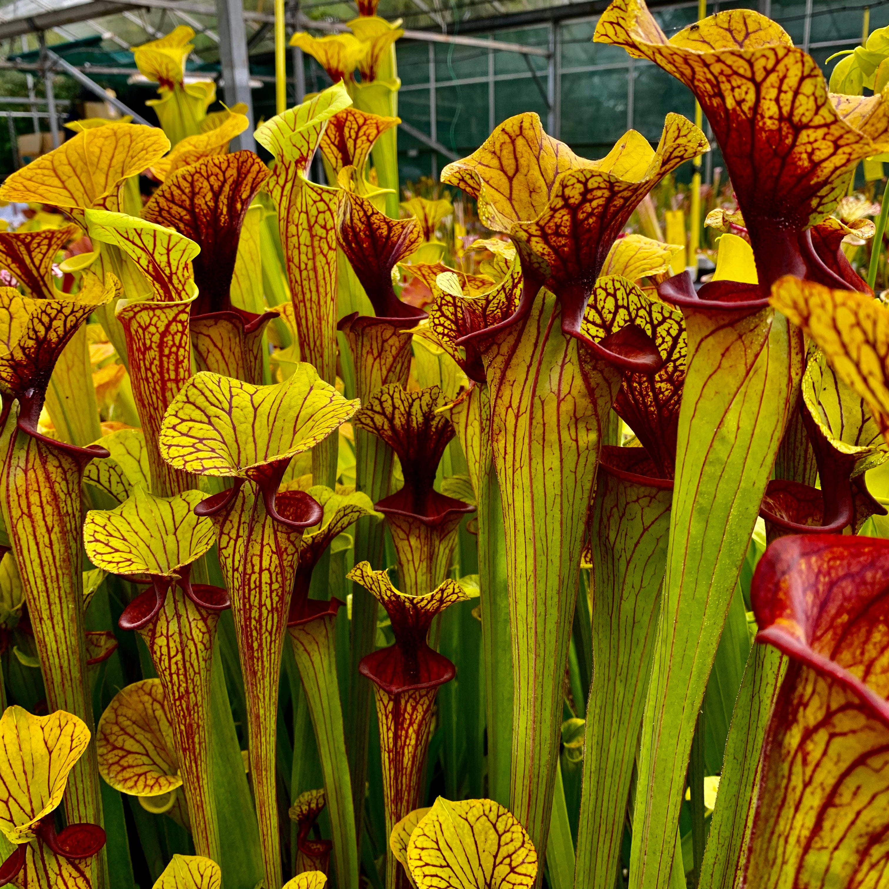 Sarracenia flava var. ornata - Apalachicola, Franklin Co., Florida (F88)