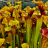 Sarracenia flava var. ornata - Apalachicola, Franklin Co., Florida (F88)