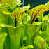 Sarracenia flava var. ornata – Heavily veined variety