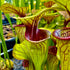 Sarracenia oreophila var. ornata - Dekalb Co., Georgia