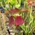 Sarracenia rubra subsp. wherryi