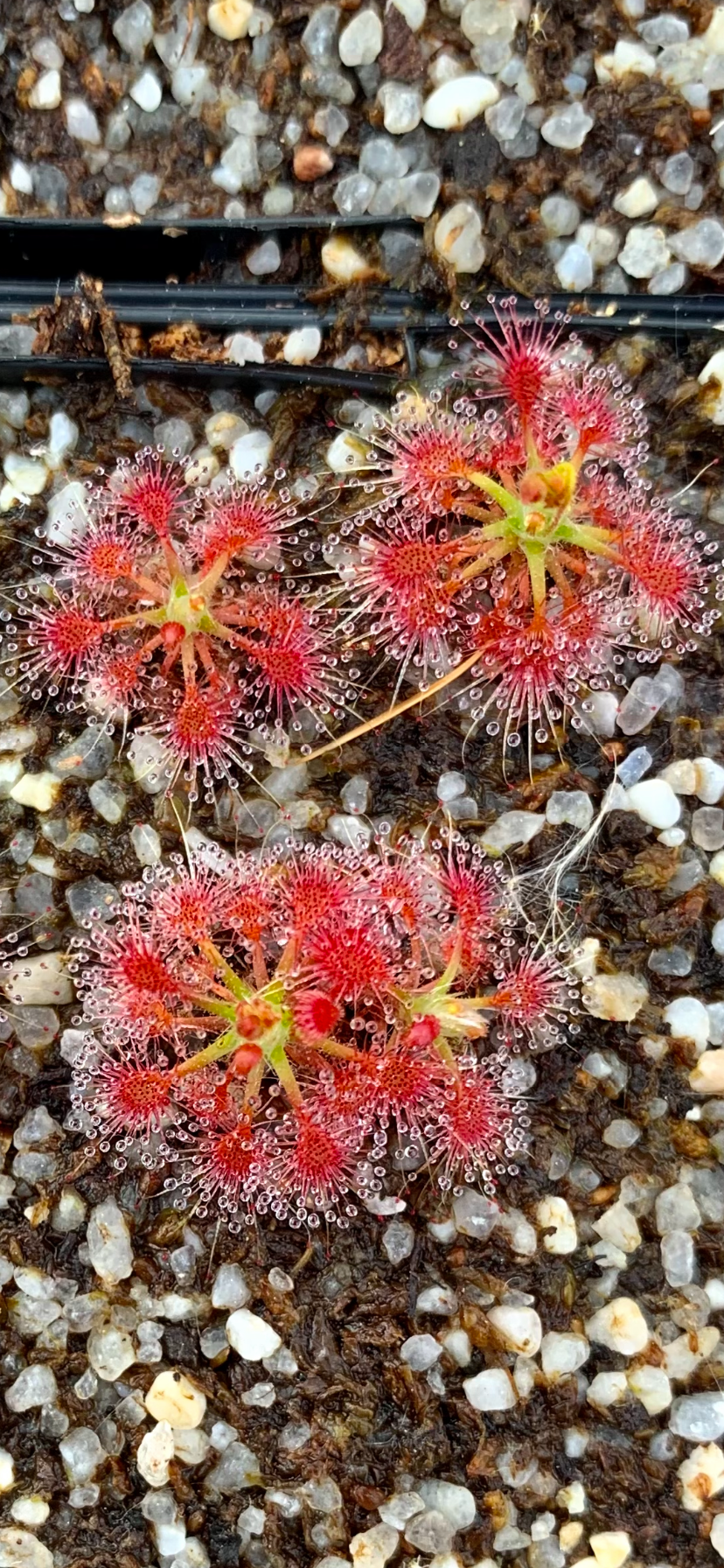 Drosera patens