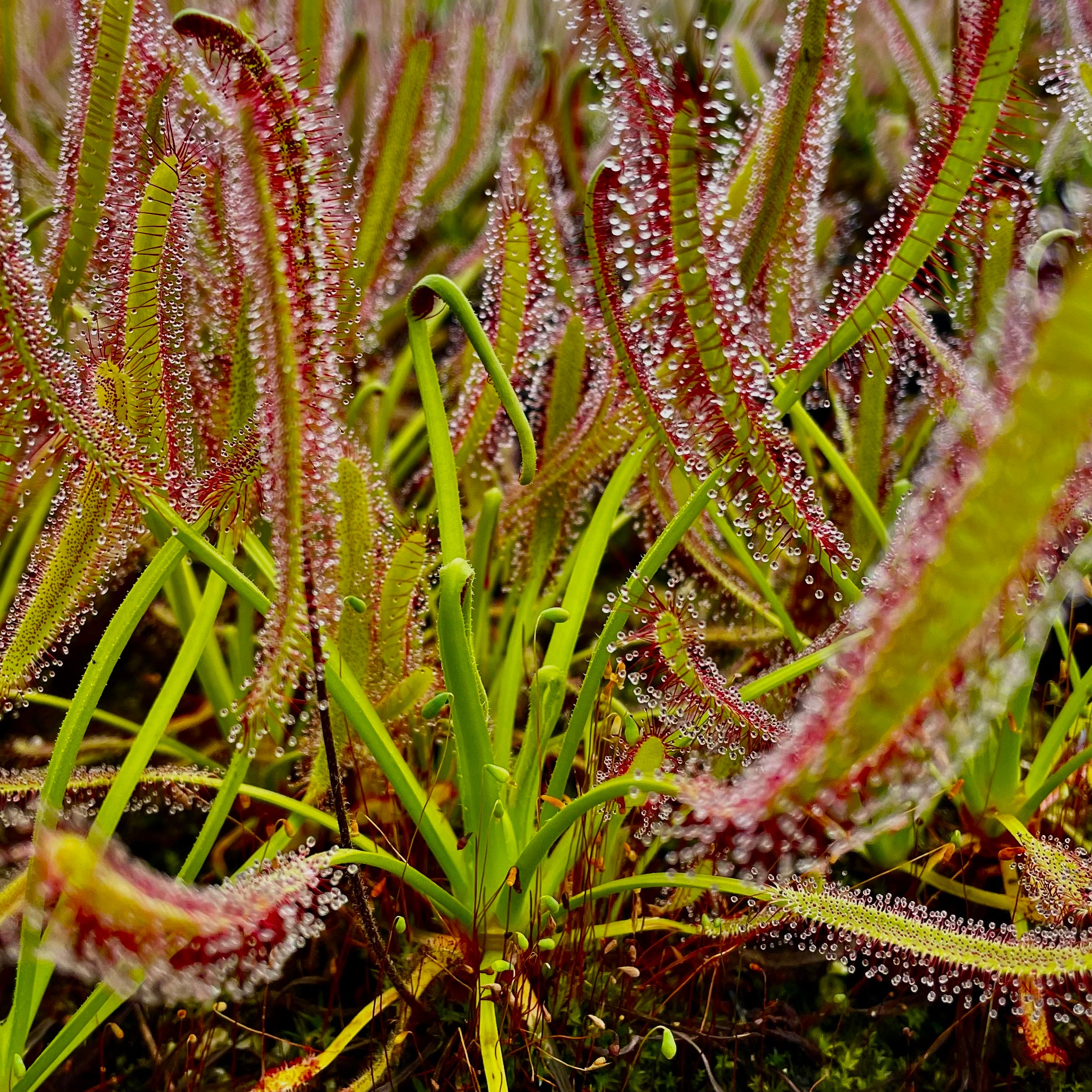 Drosera capensis - Vogelgat Nature Reserve, South Africa