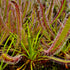 Drosera capensis - Vogelgat Nature Reserve, South Africa