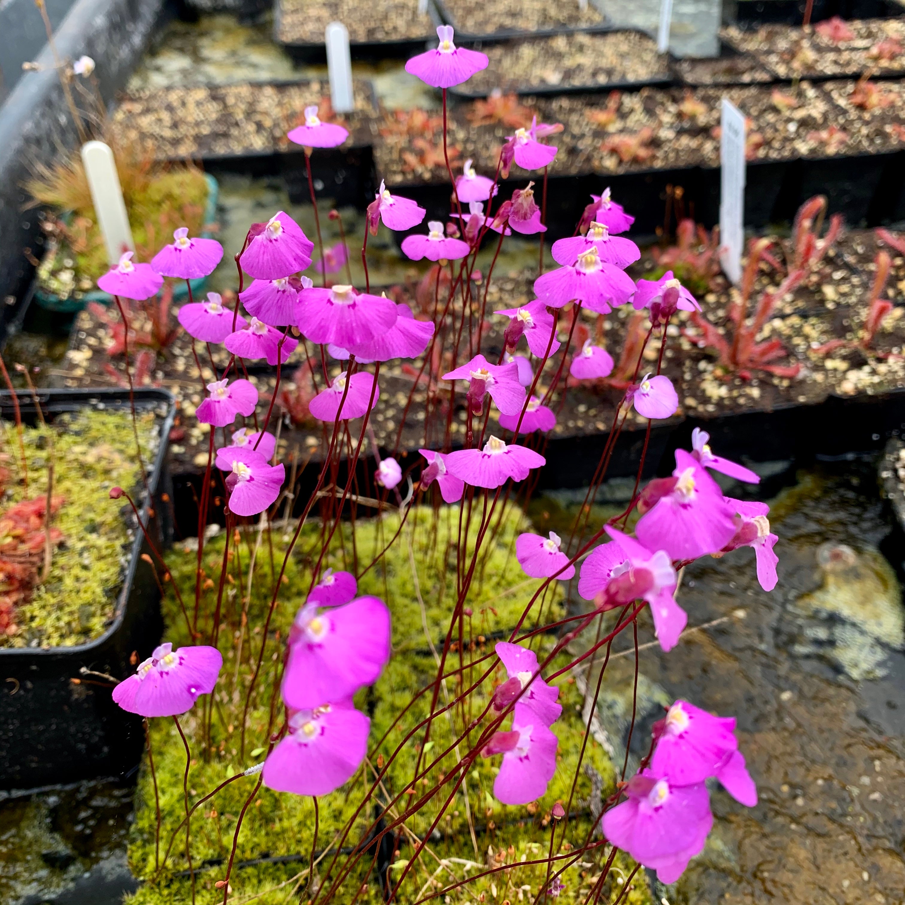 Utricularia uniflora - Australia